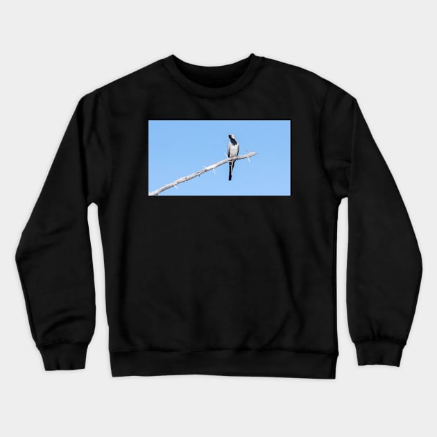 Namaqua dove. Crewneck Sweatshirt by sma1050